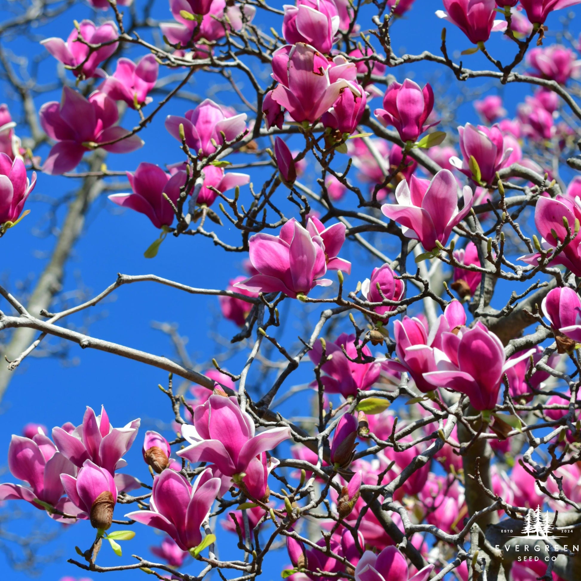 lavender magnolia tree Lily Magnolia Tree Seeds (Magnolia liliiflora)
