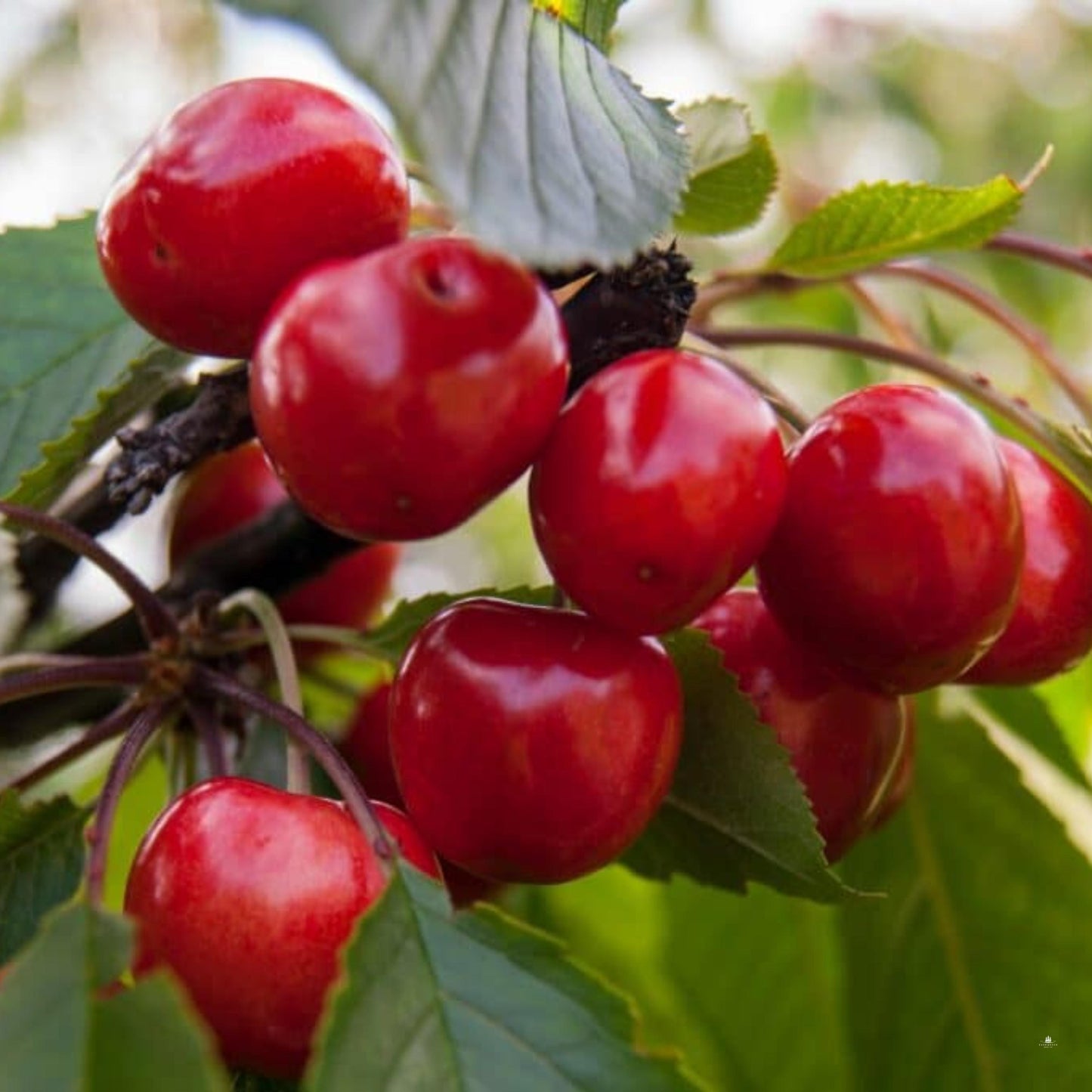 Japanese Hill Cherry Tree Seeds (Prunus serrulata)