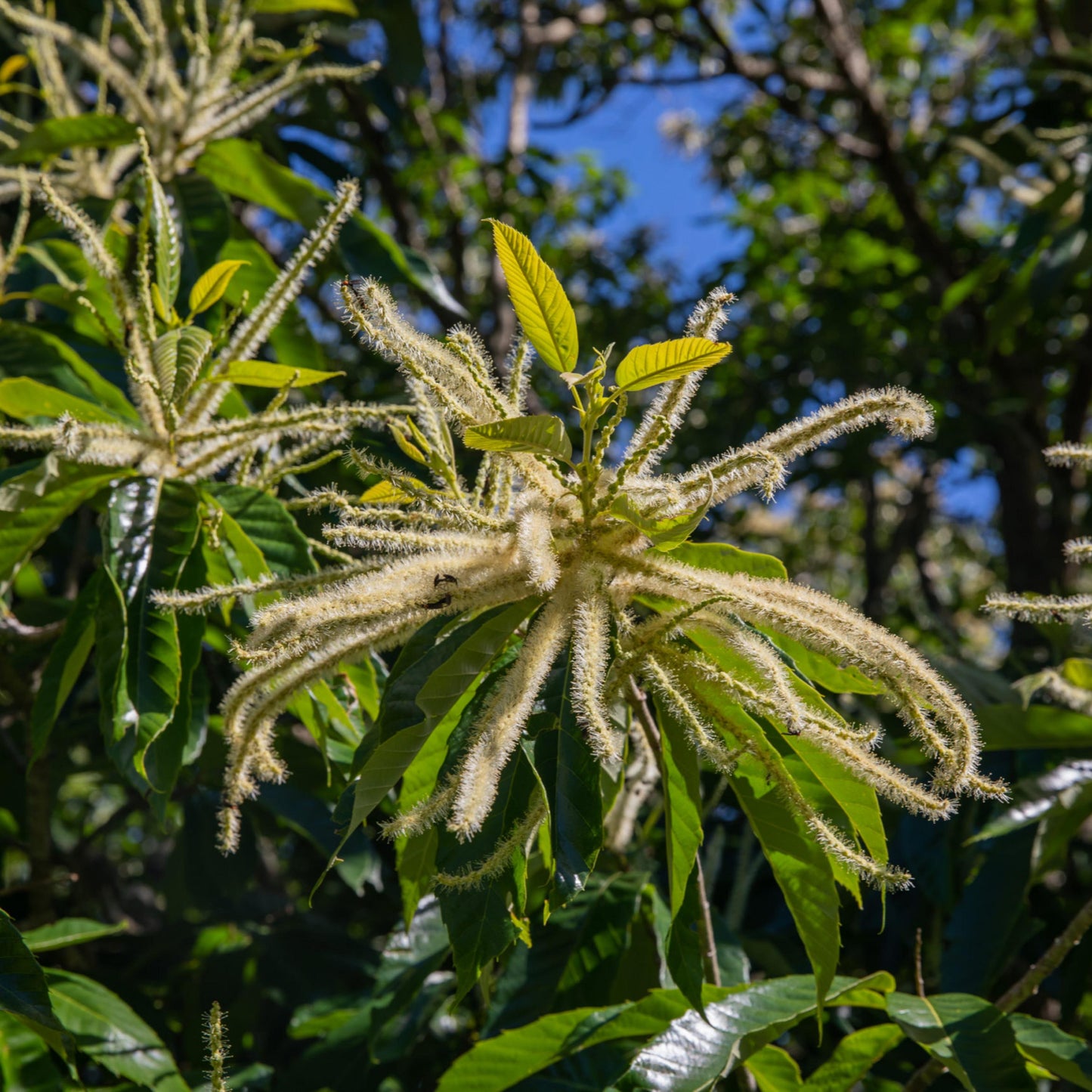 Dunstan Chestnut Tree Seeds (Castanea dentata hybrid)