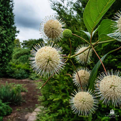 Buttonbush Seeds | Cephalanthus Occidentalis | Pollinator-Friendly Shrub for Wetlands & Landscaping