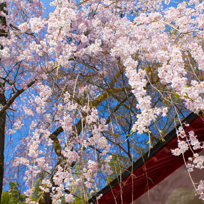 Weeping Higan Cherry Tree Seeds (Prunus subhirtella var. pendula)