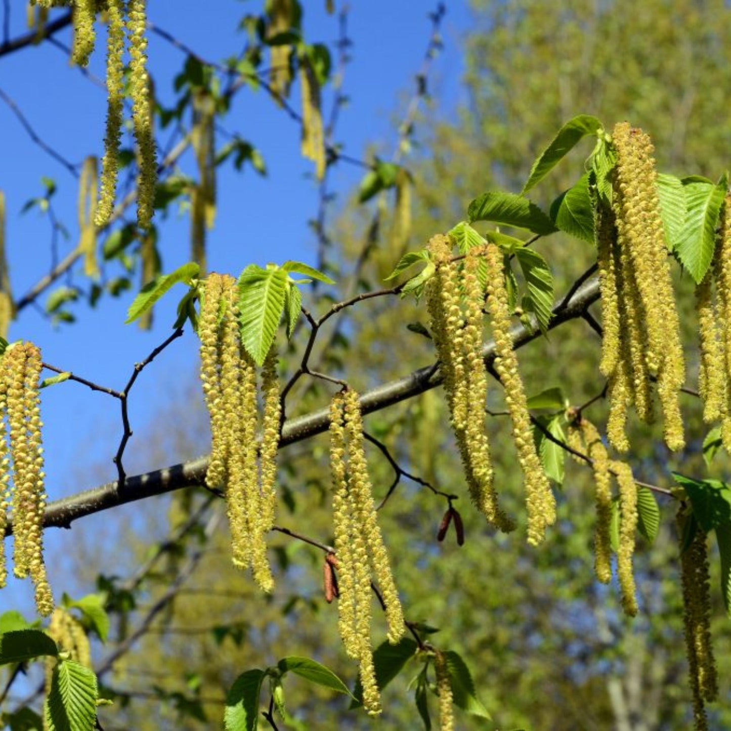 Eastern Hophornbeam Tree Seeds (Ostrya virginiana)