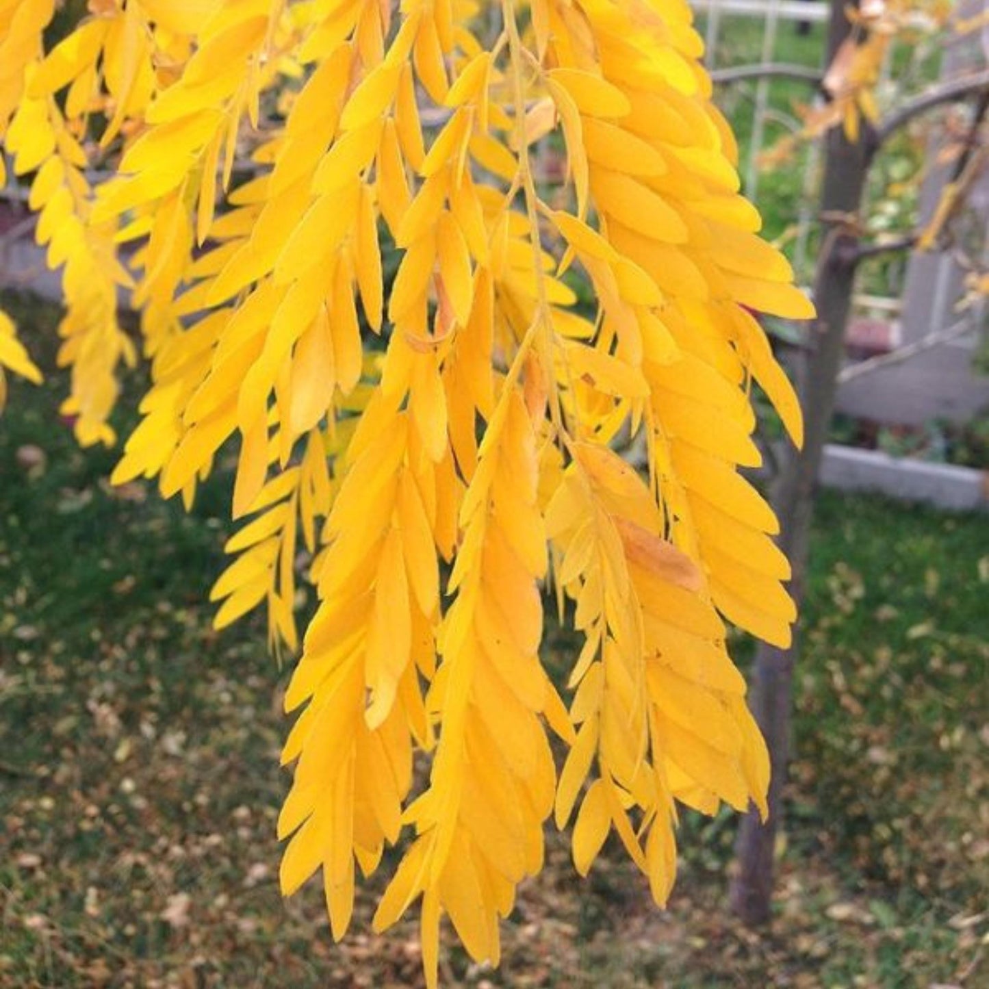 Thornless Honey Locust Tree Seeds-(Gleditsia triacanthos var. inermis)