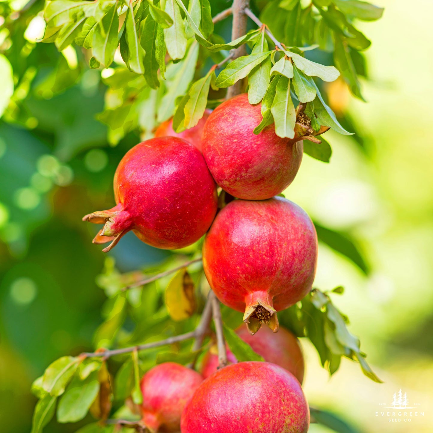 Ripe pomegranates hanging from a tree with green leaves.