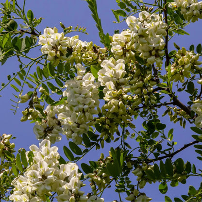 Thornless Honey Locust Tree Seeds-(Gleditsia triacanthos var. inermis)