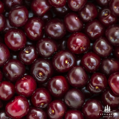 Black Cherry Tree Seeds – (Prunus serotina)
