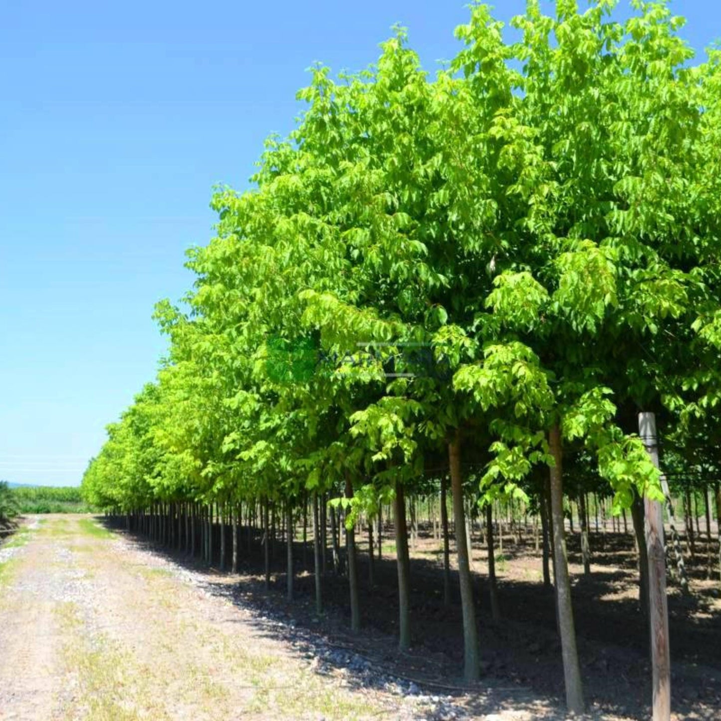 Box Elder Tree Seeds-(Acer negundo)