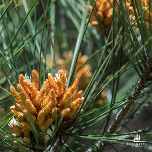 Close-up of Afghan Pine tree cones and green needles (Pinus eldarica), drought-tolerant evergreen grown from seeds.