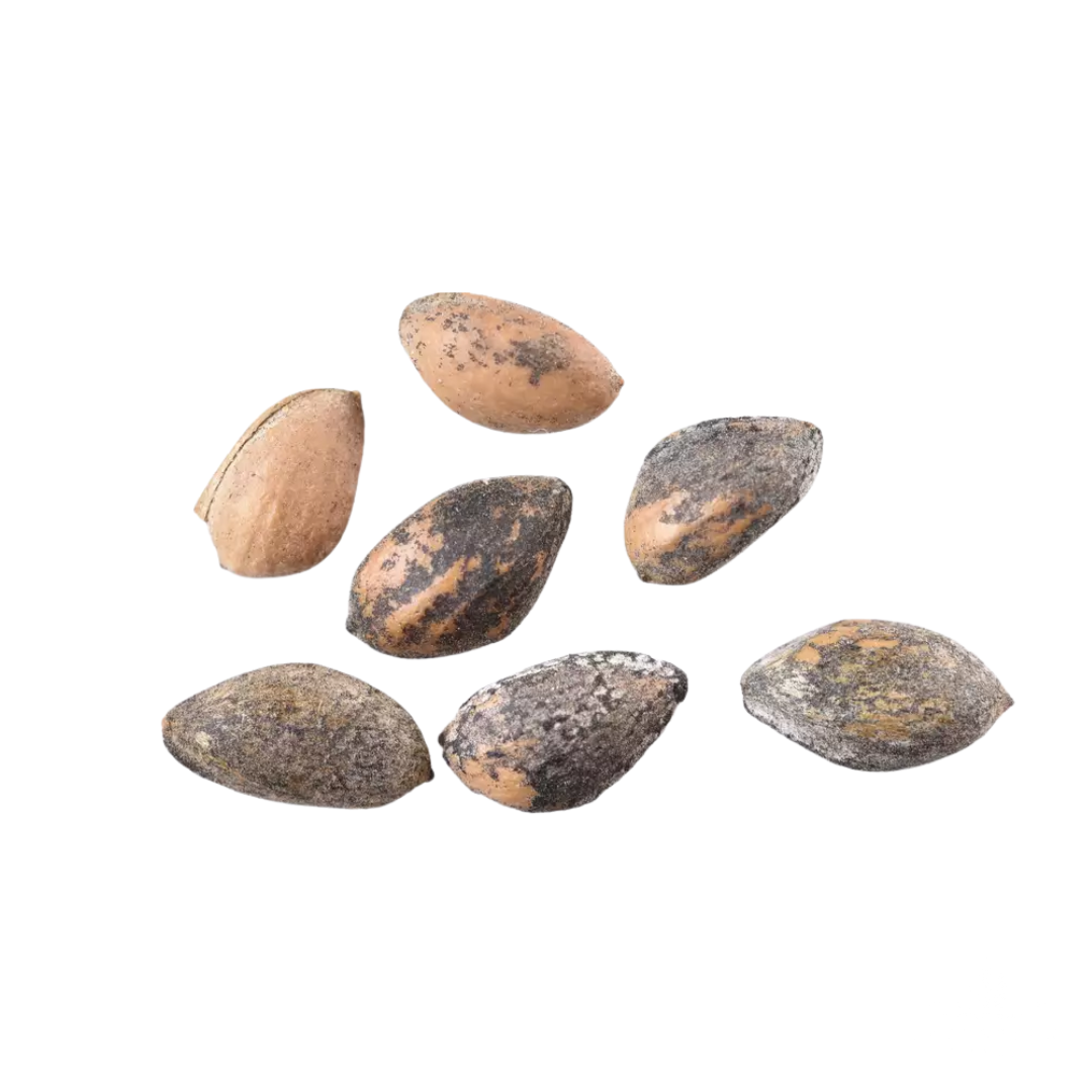 Assorted Afghan Pine Tree Seeds on a white background