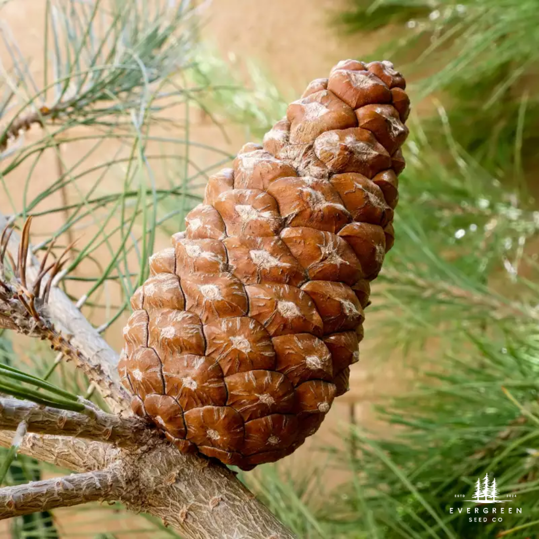 Afghan Pine cone on a branch with a blurred green background