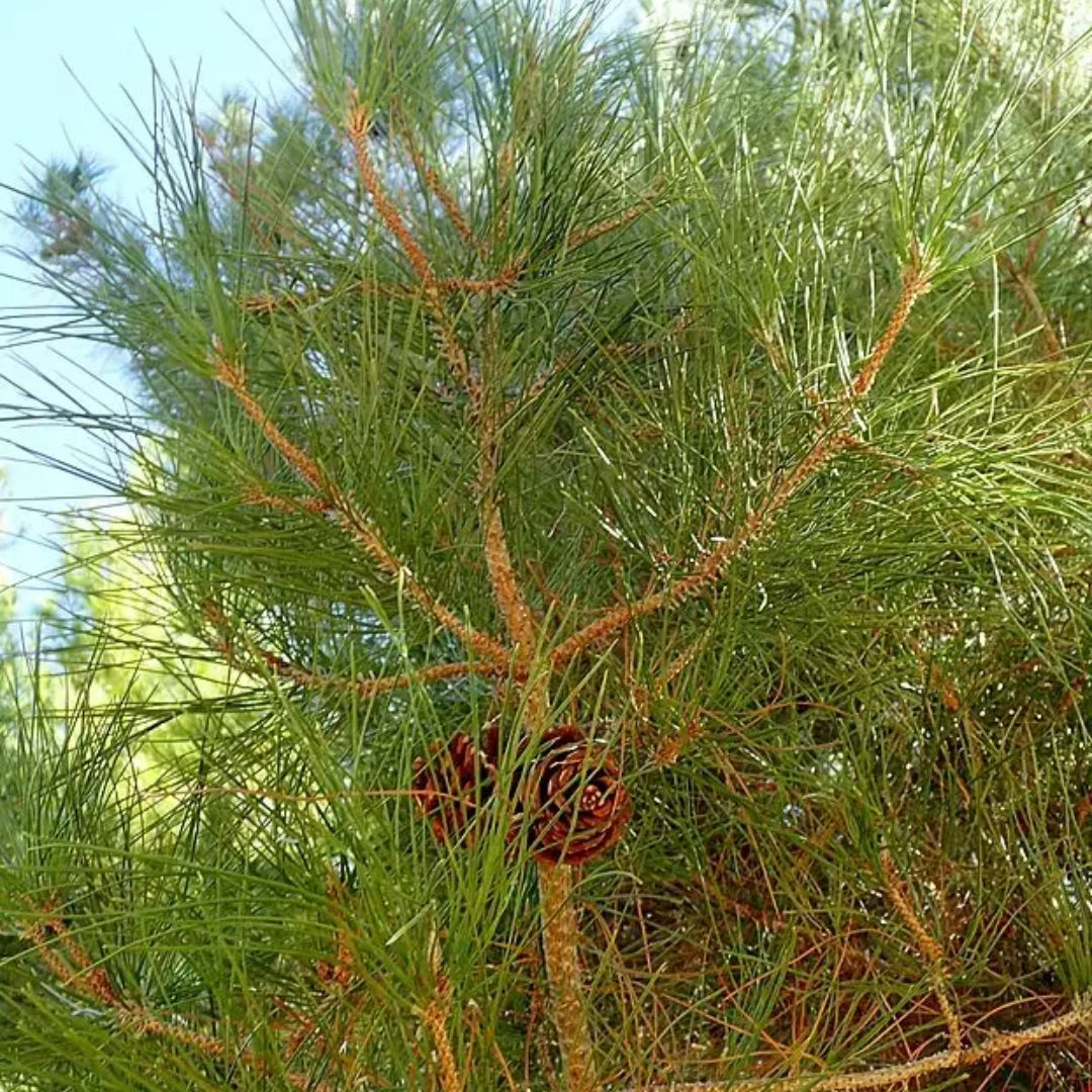 Close-up of an Afghan pine tree branch with cones against a blurred natural background