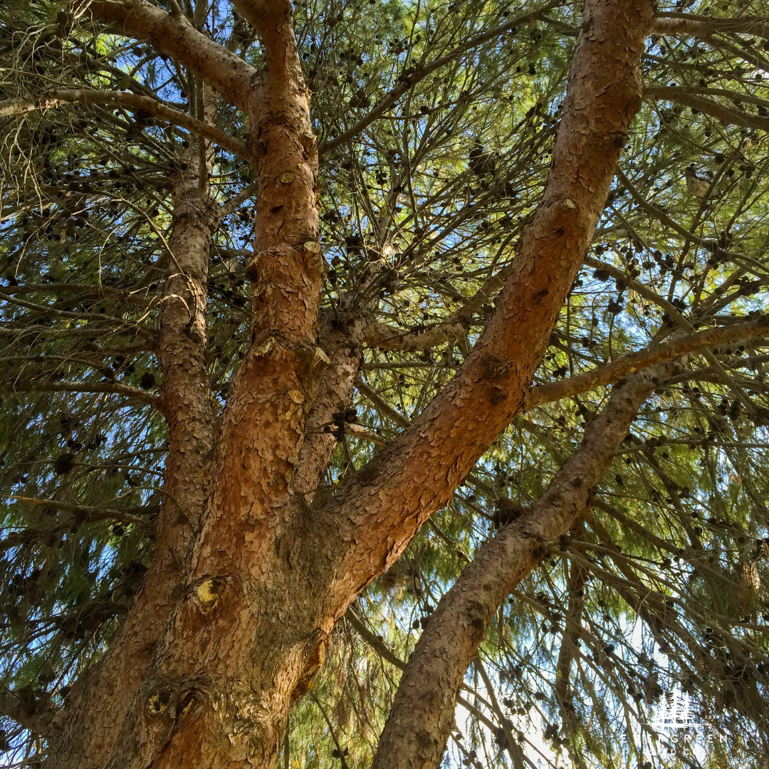 Afghan Pine Tree with thick trunk and branches against a blue sky