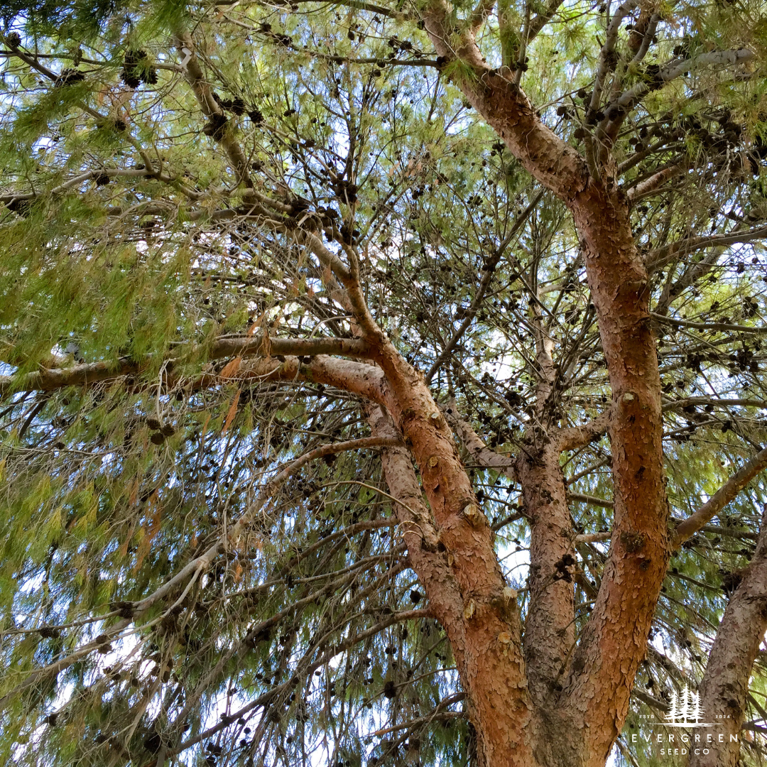 Afghan Pine Tree with a thick trunk and branches against a blue sky