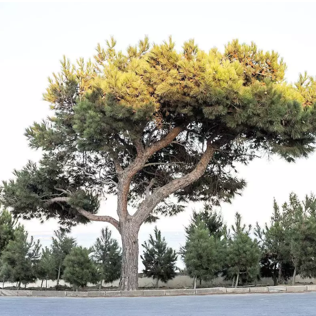 Large Afghan Pine tree with green and yellow foliage against a clear sky