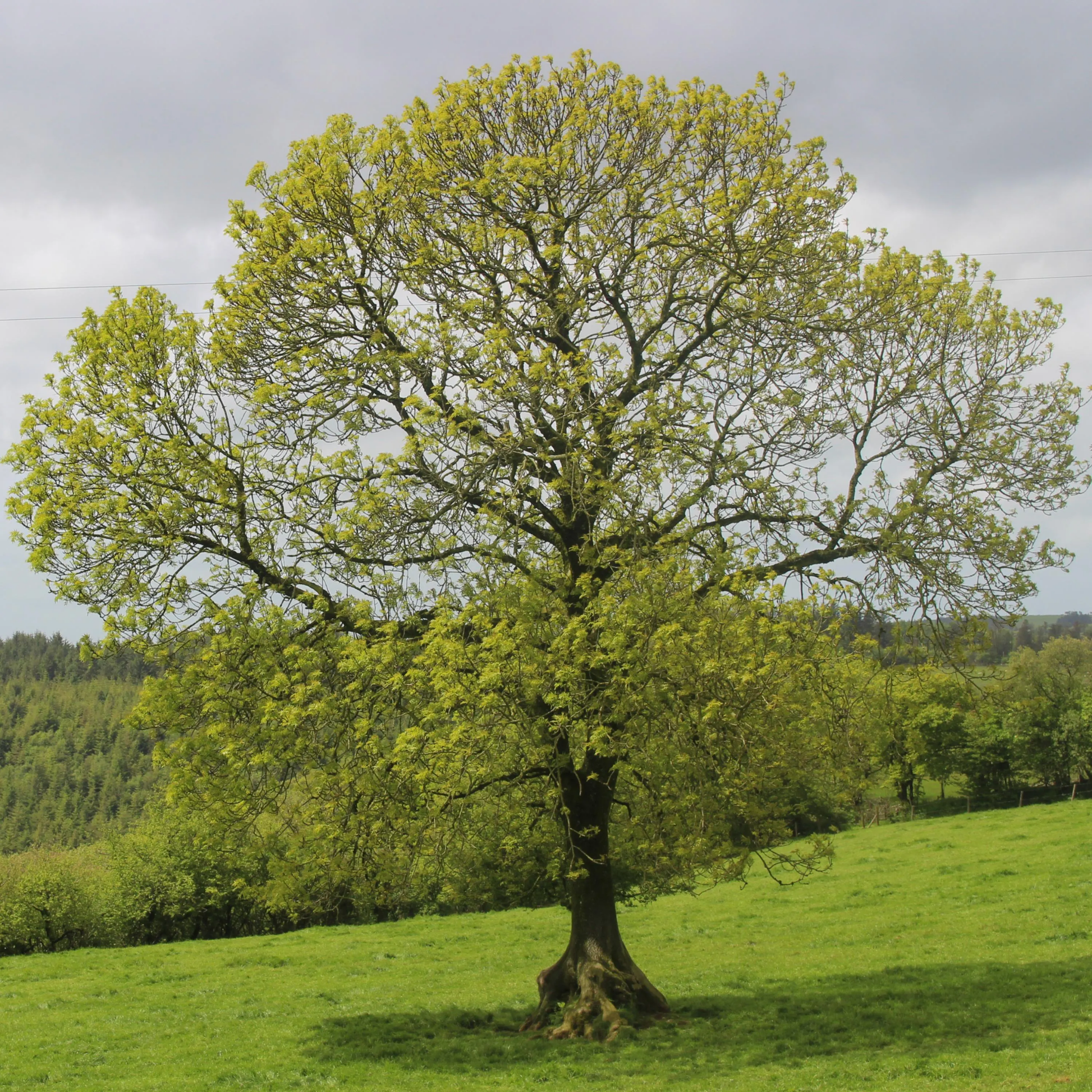 Mature American Ash tree (Fraxinus americana) growing in a grassy field under a clear sky