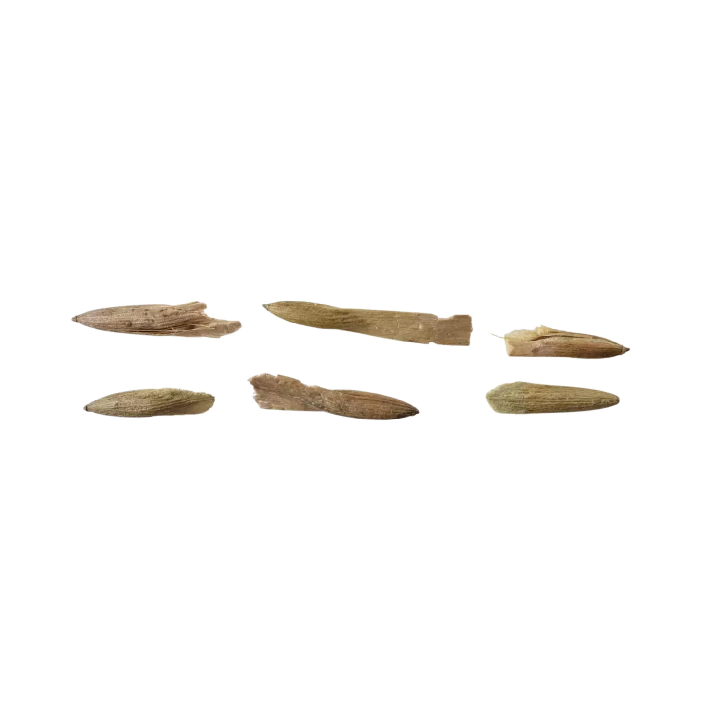 Set of six American Ash Tree Seeds on a white background