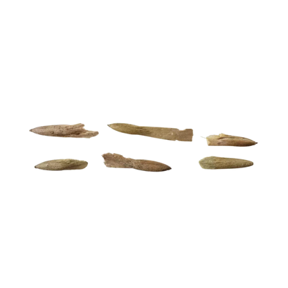 Set of six American Ash Tree Seeds on a white background