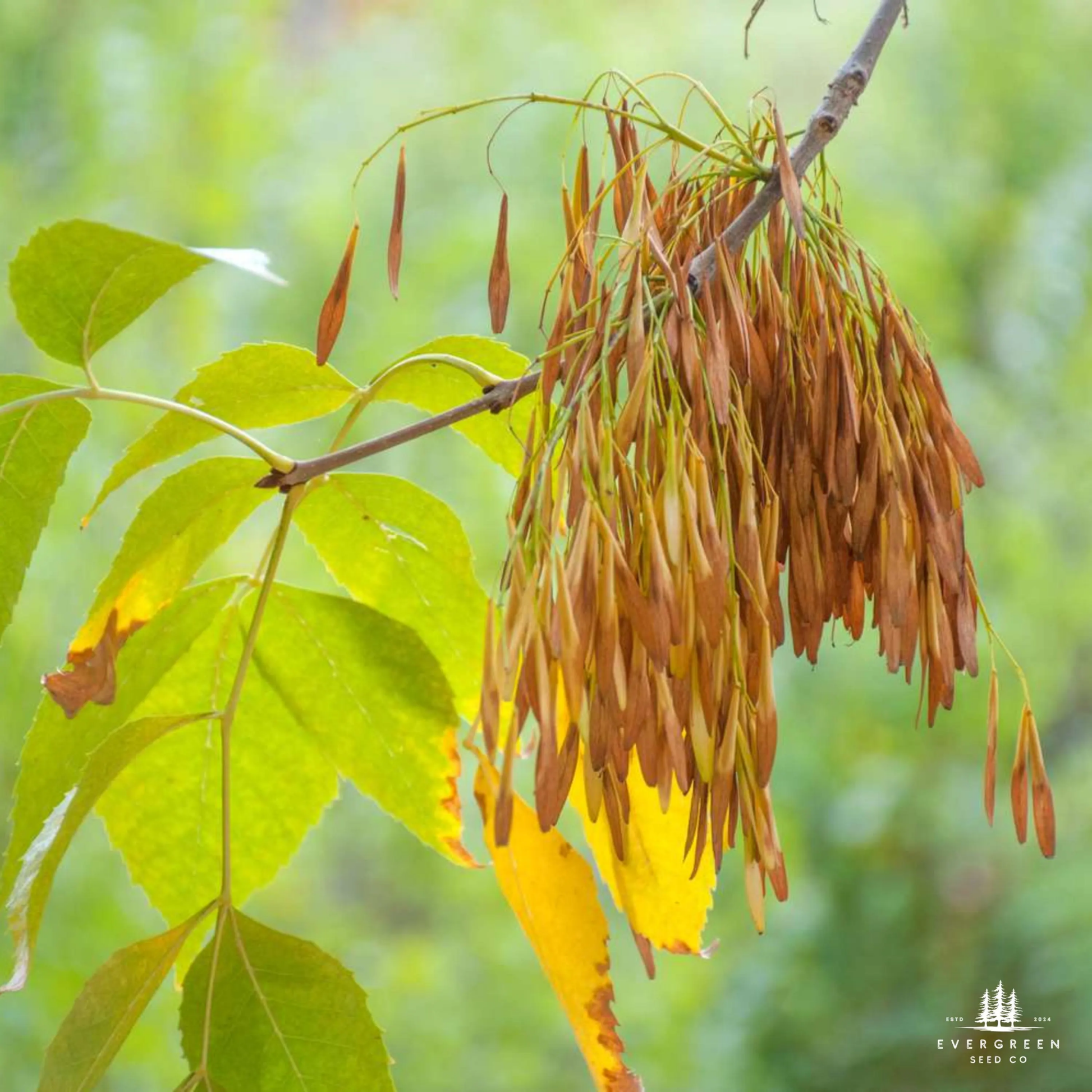 American Ash Tree branch with green leaves and brown seed pods against a blurred green background