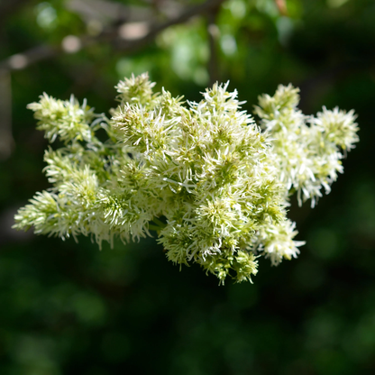 Close-up of a cluster of light green American Ash Tree flowers with a blurred green background