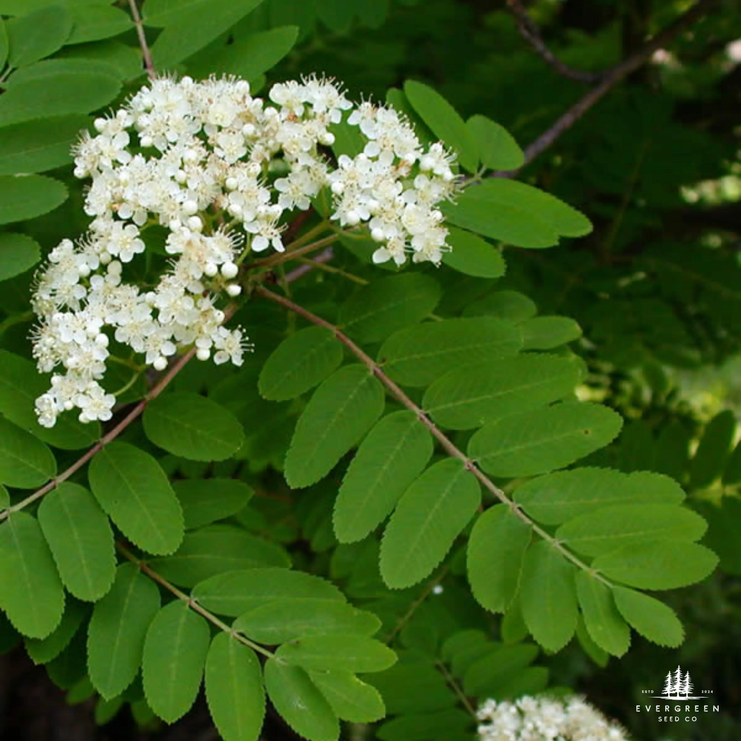White flowers and green leaves on an American Ash Tree branch with Evergreen Seed Co. logo.