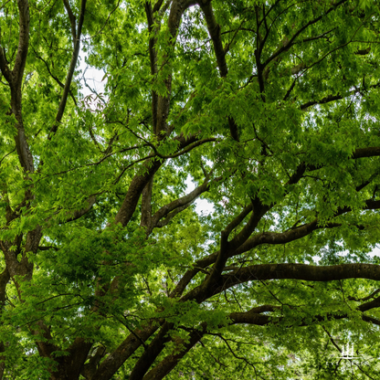 American Ash Tree canopy with green leaves and branches
