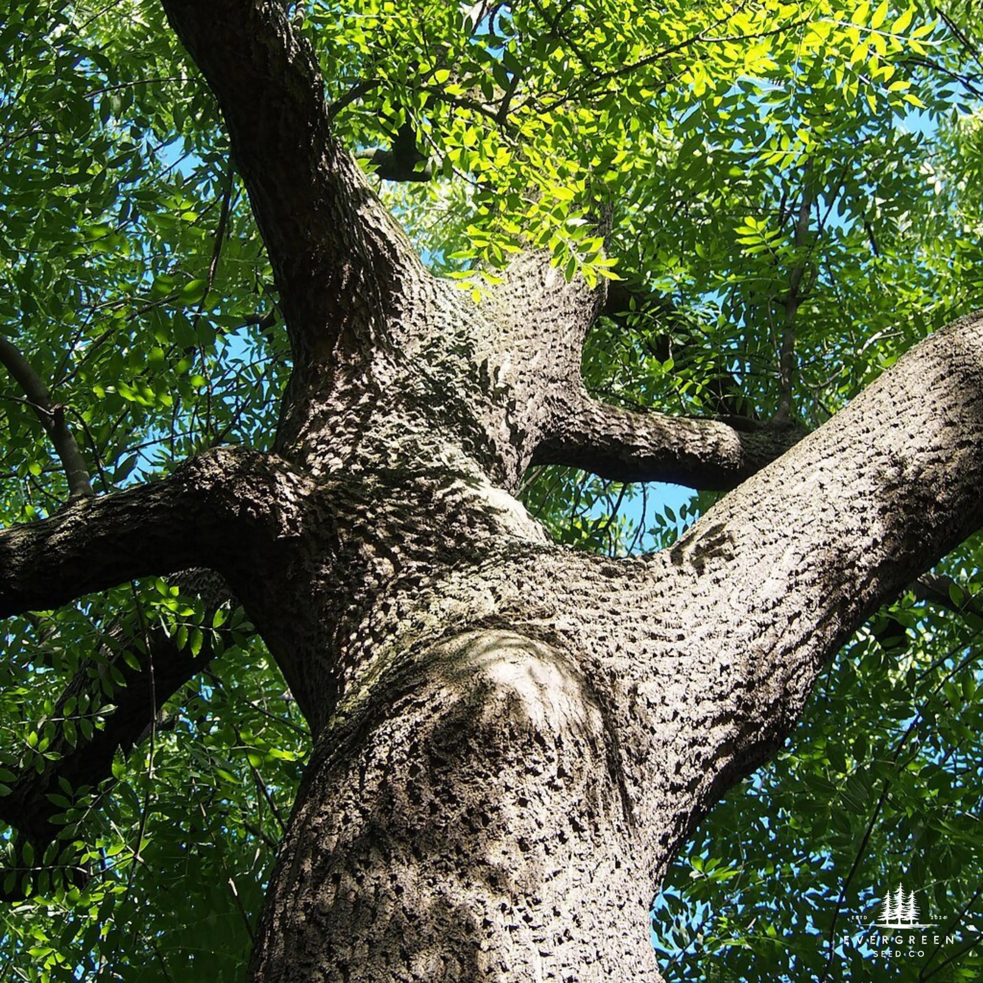 Close-up of a large American Ash tree trunk with branches against a blue sky.