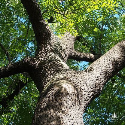 Close-up of a large American Ash tree trunk with branches against a blue sky.