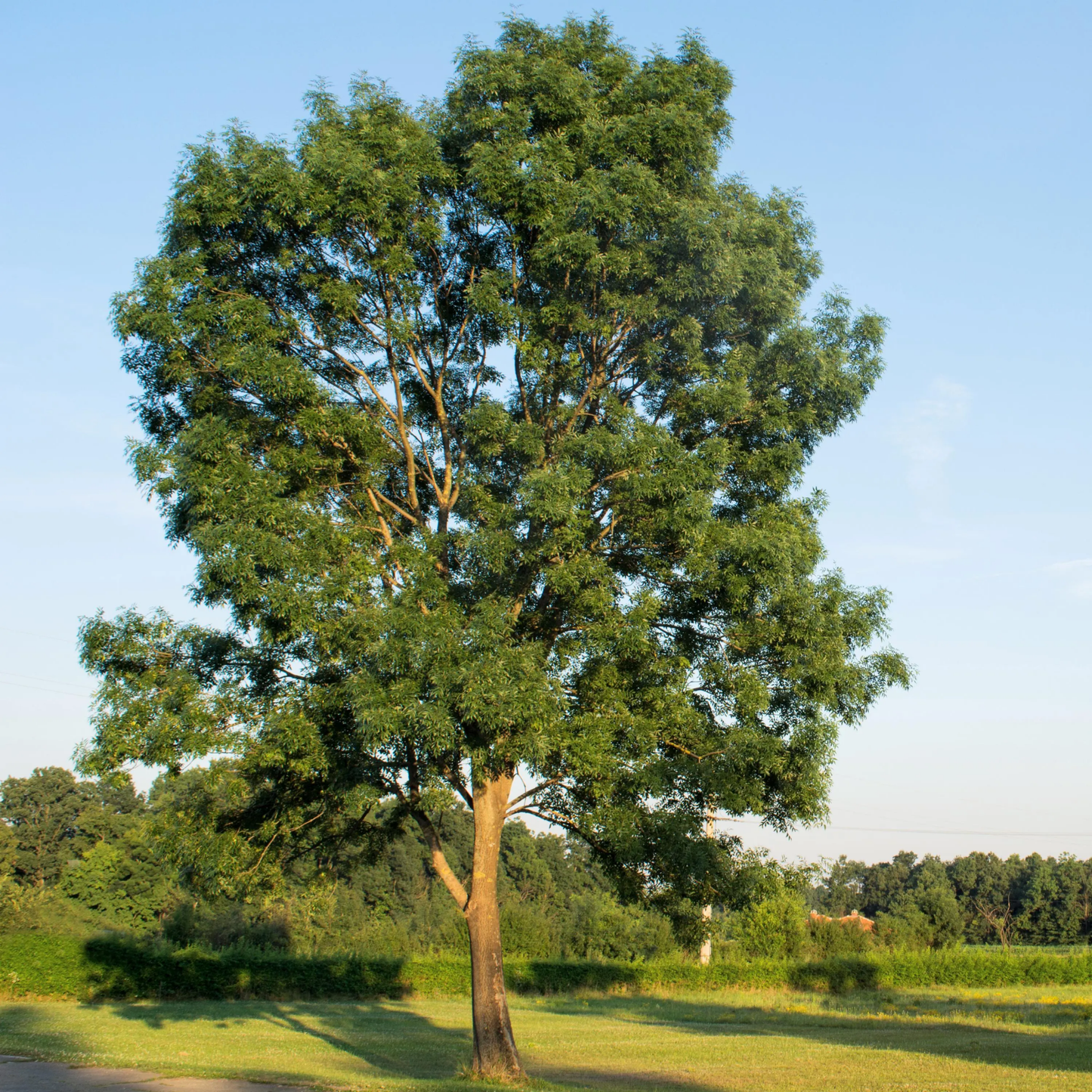 Large American Ash tree with green leaves in a grassy area under a clear blue sky