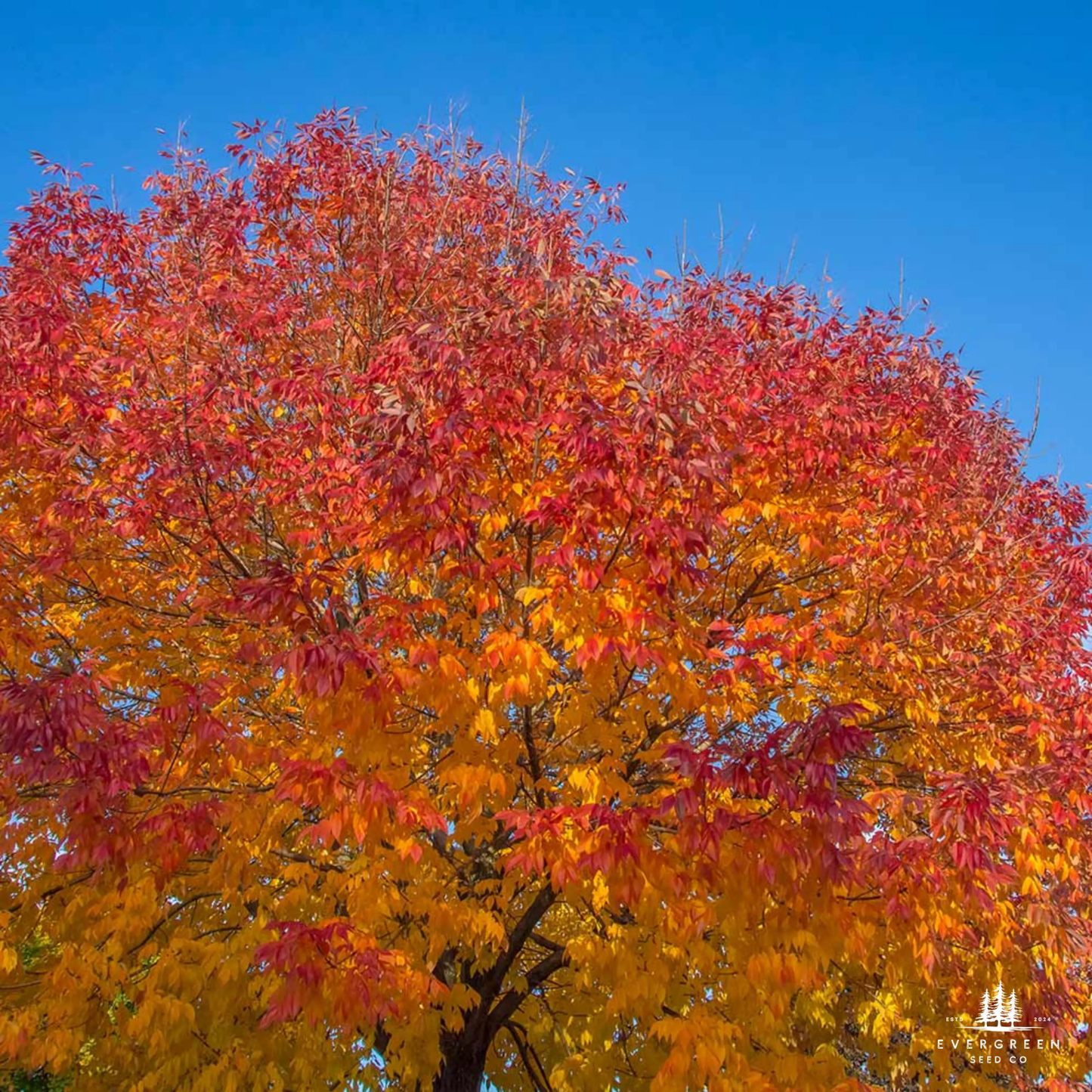 American Ash Tree with vibrant autumn leaves against a clear blue sky