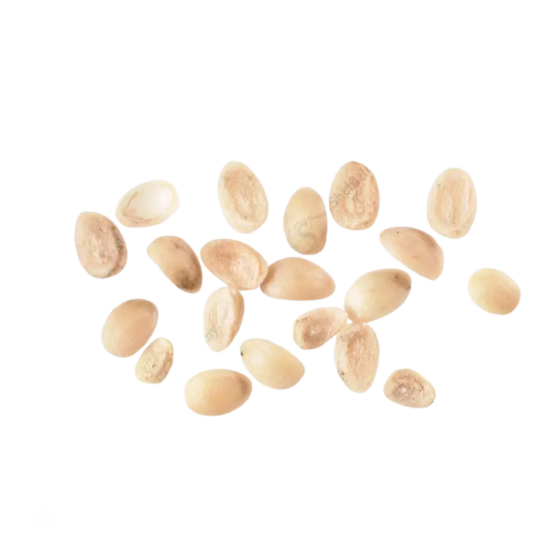 Scattered american beautyberry seeds on a white background