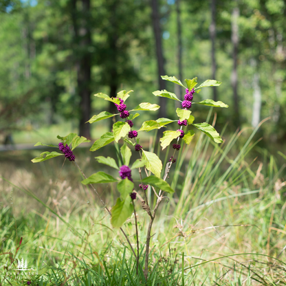 Plant with purple beautyberries and green leaves in a natural setting