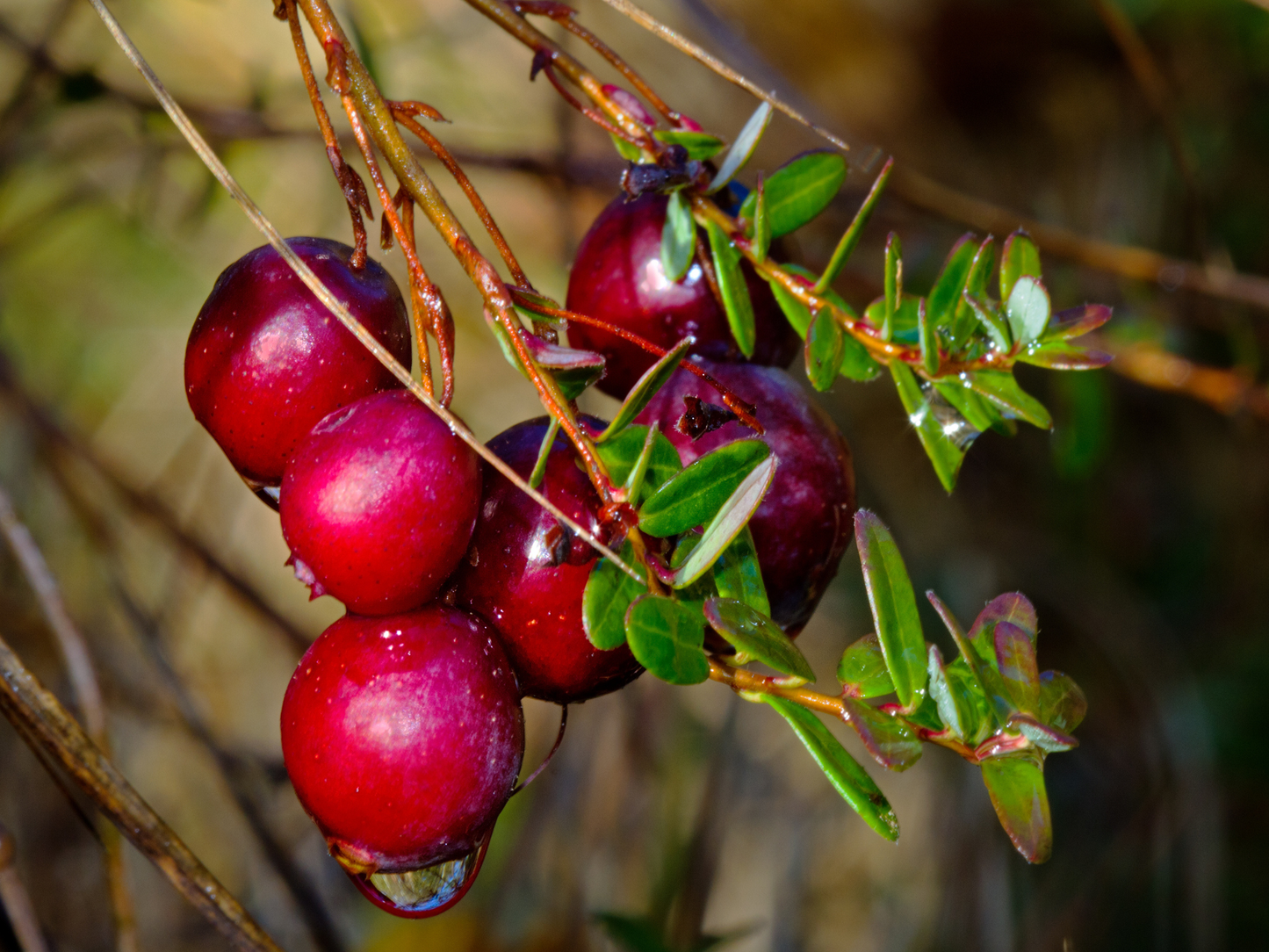 American Cranberry Seeds | Cranberry | (Vaccinium macrocarpon)