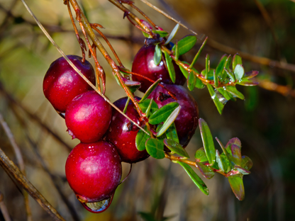 American Cranberry Seeds | Cranberry | (Vaccinium macrocarpon)