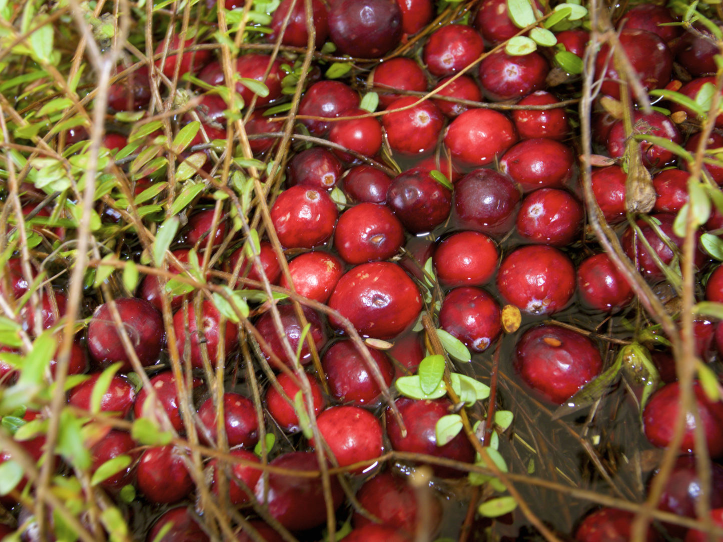 American Cranberry Seeds | Cranberry | (Vaccinium macrocarpon)