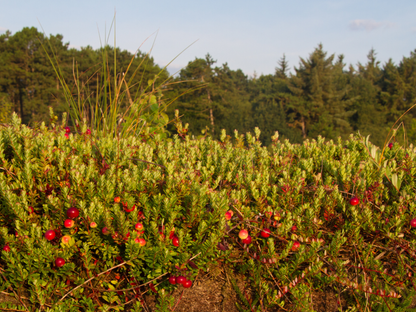 American Cranberry Seeds | Cranberry | (Vaccinium macrocarpon)