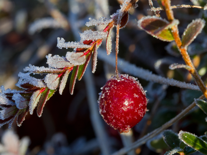 American Cranberry Seeds | Cranberry | (Vaccinium macrocarpon)