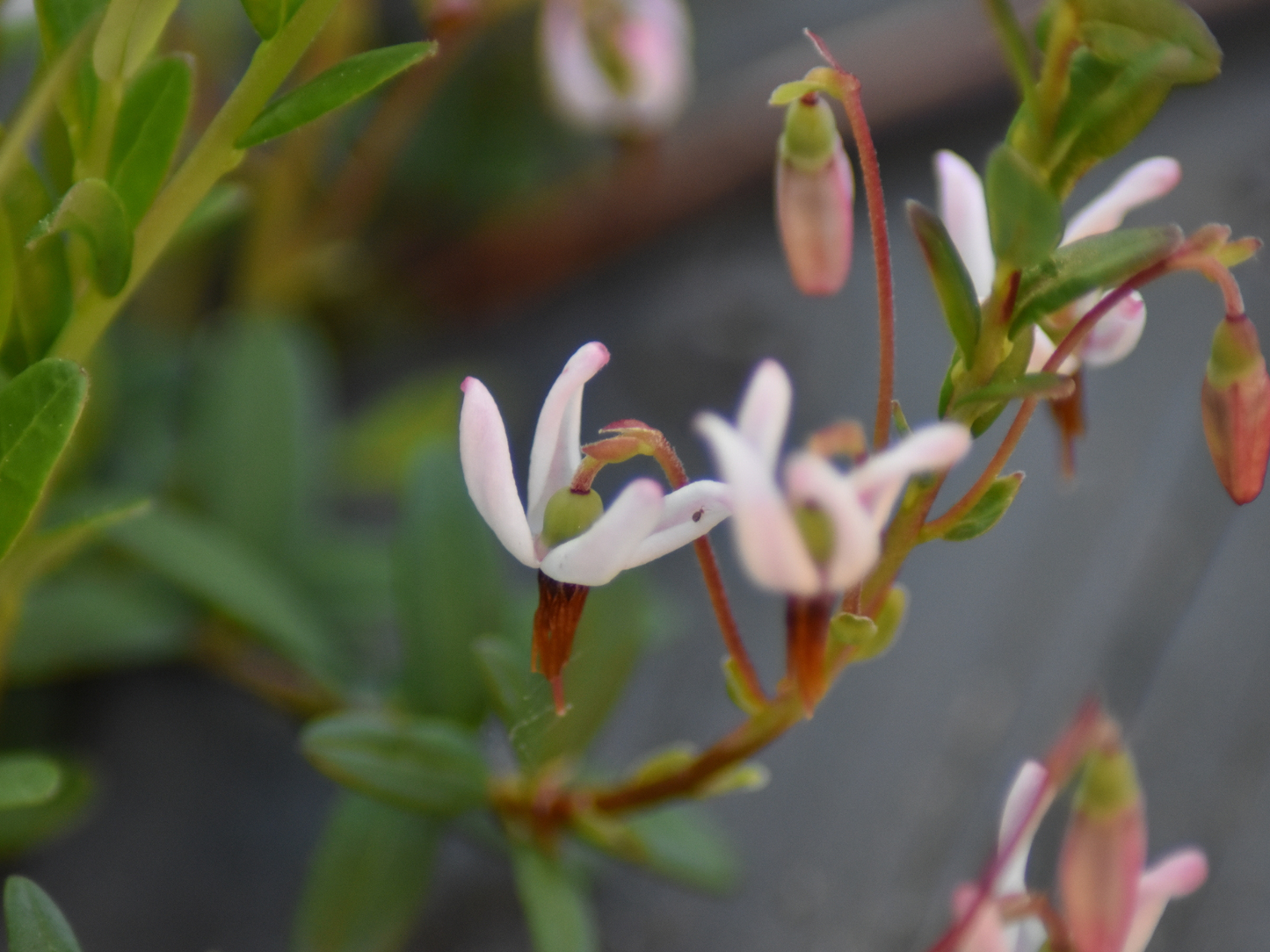 American Cranberry Seeds | Cranberry | (Vaccinium macrocarpon)