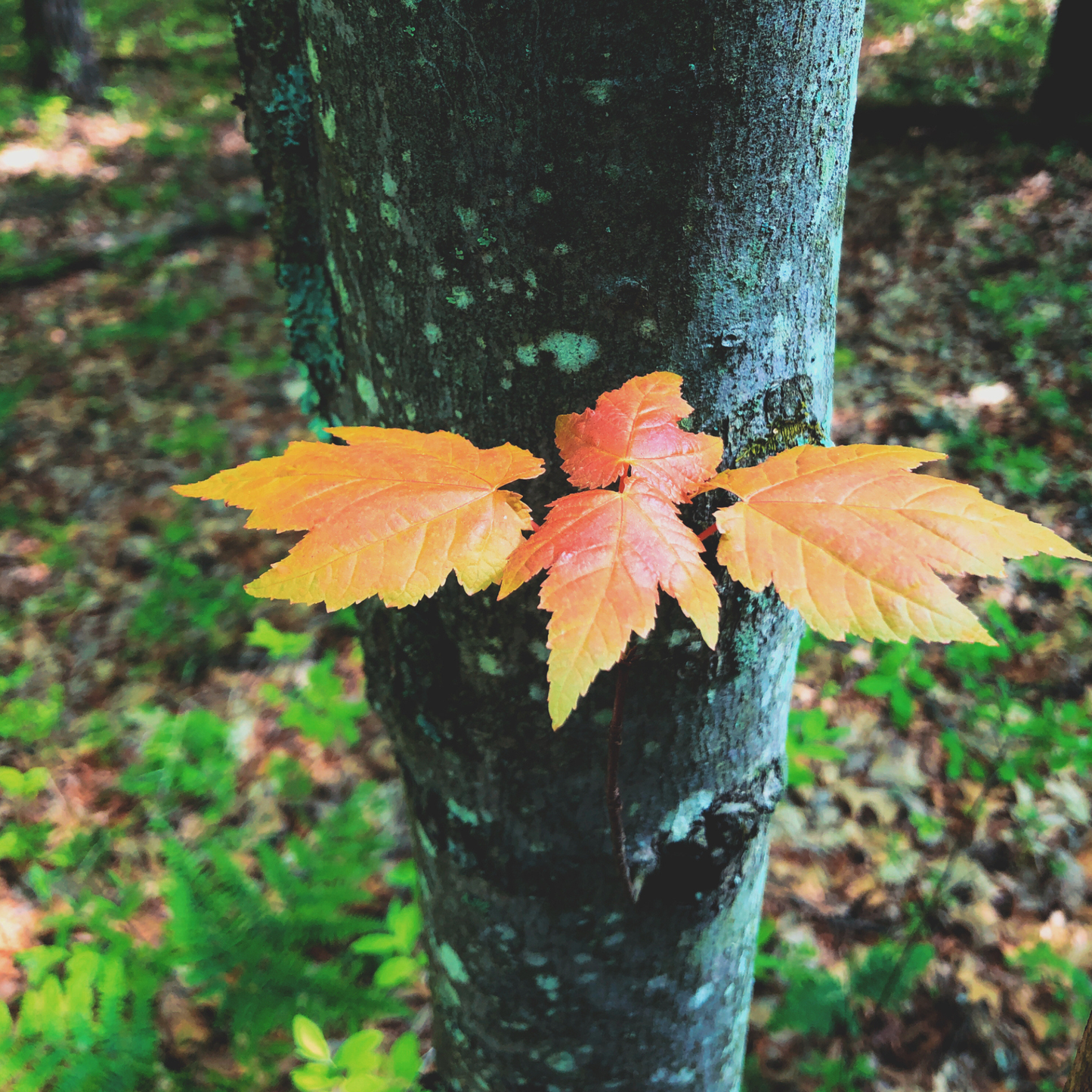 Flame Amur Maple Tree Seeds | (Acer tataricum subsp. ginnala ‘Flame’)