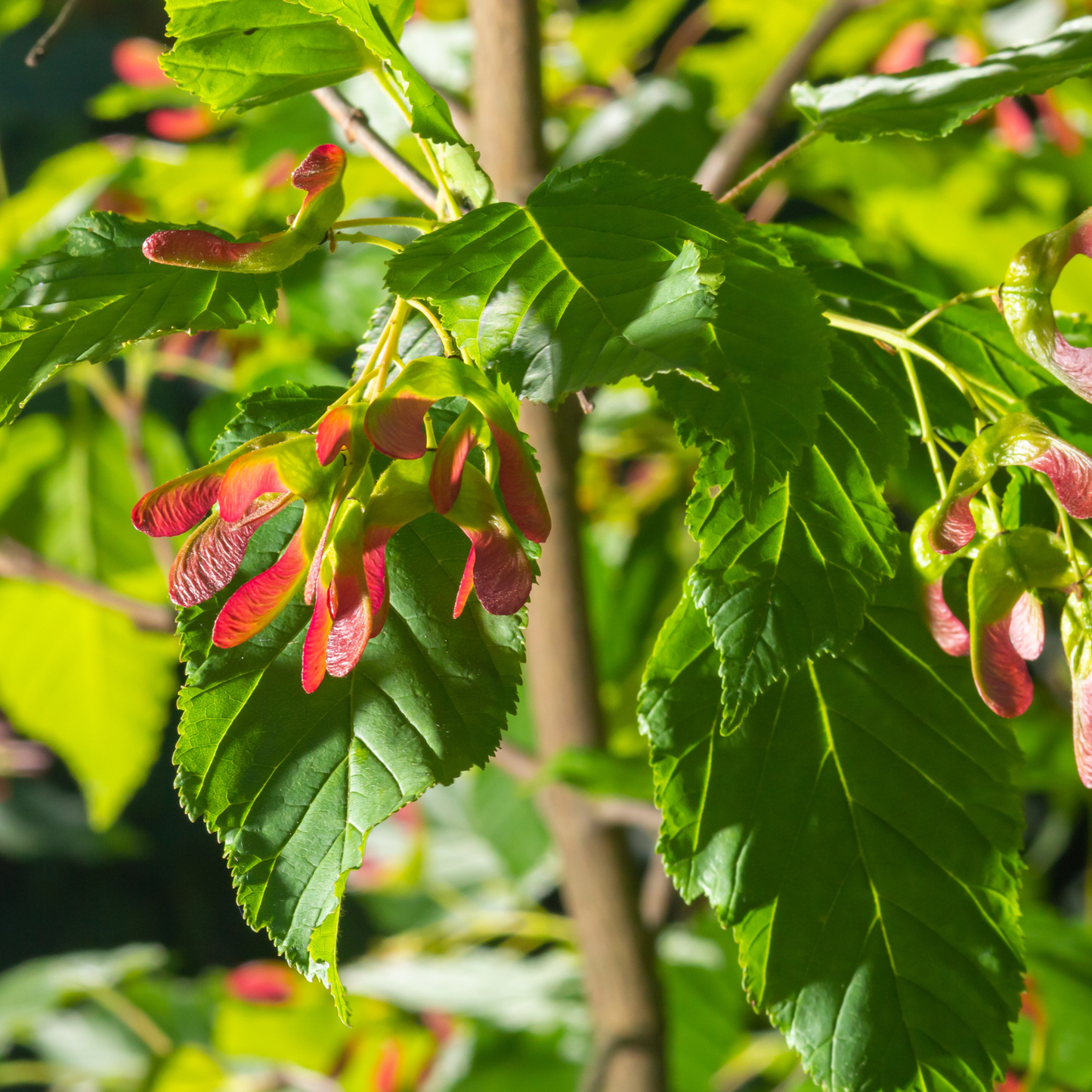 Flame Amur Maple Tree Seeds | (Acer tataricum subsp. ginnala ‘Flame’)