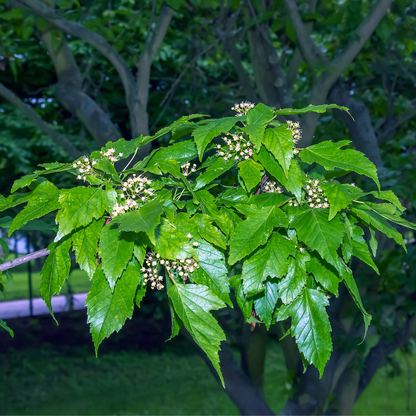Flame Amur Maple Tree Seeds | (Acer tataricum subsp. ginnala ‘Flame’)