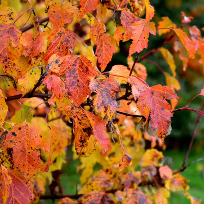 Flame Amur Maple Tree Seeds | (Acer tataricum subsp. ginnala ‘Flame’)