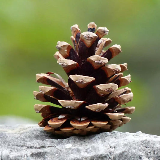 Austrian Pine seed cone — Pinus nigra, hardy evergreen tree for cold climates