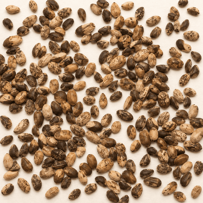 Austrian Pine Tree Seeds | European Black Pine | (Pinus nigra)