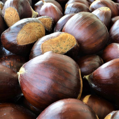 Dunstan Chestnut Tree Seeds (Castanea dentata hybrid)