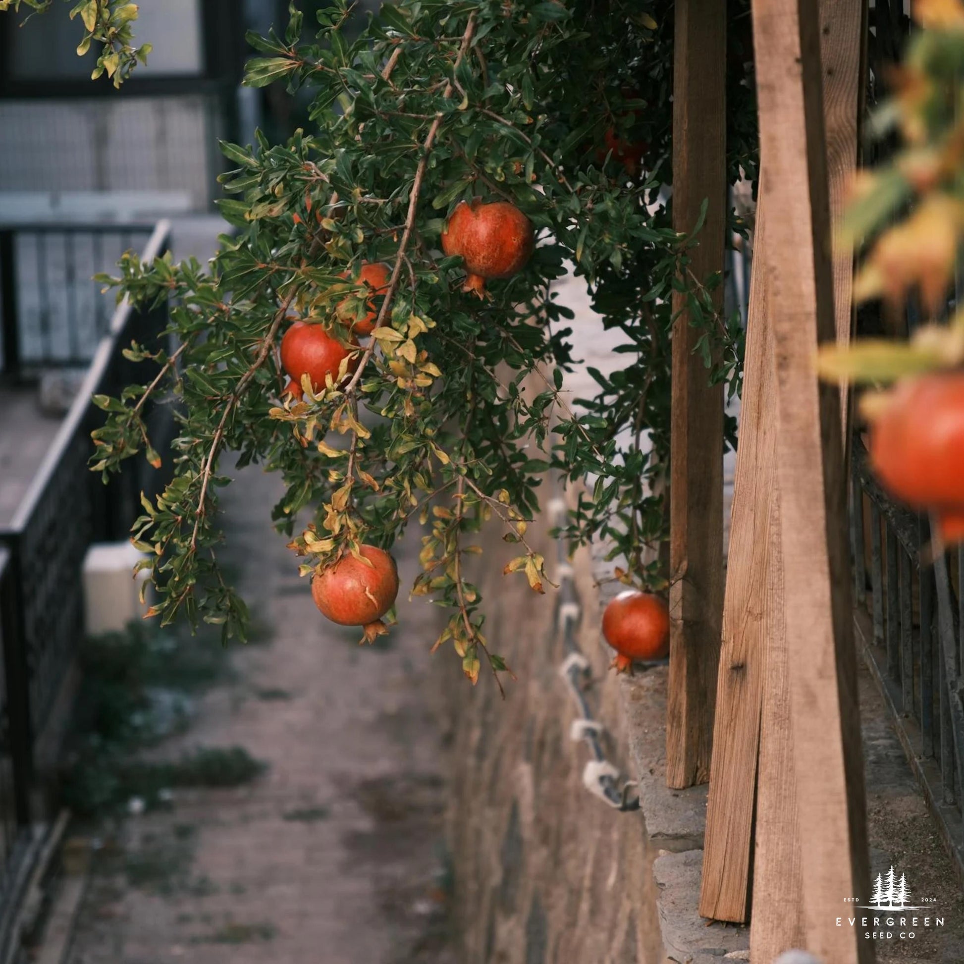 Pomegranates hanging from a tree in a rustic setting.
