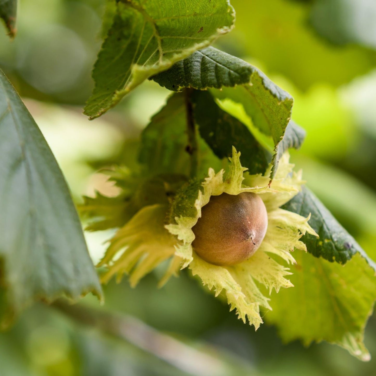 American Hazelnut Seeds-(Corylus americana)