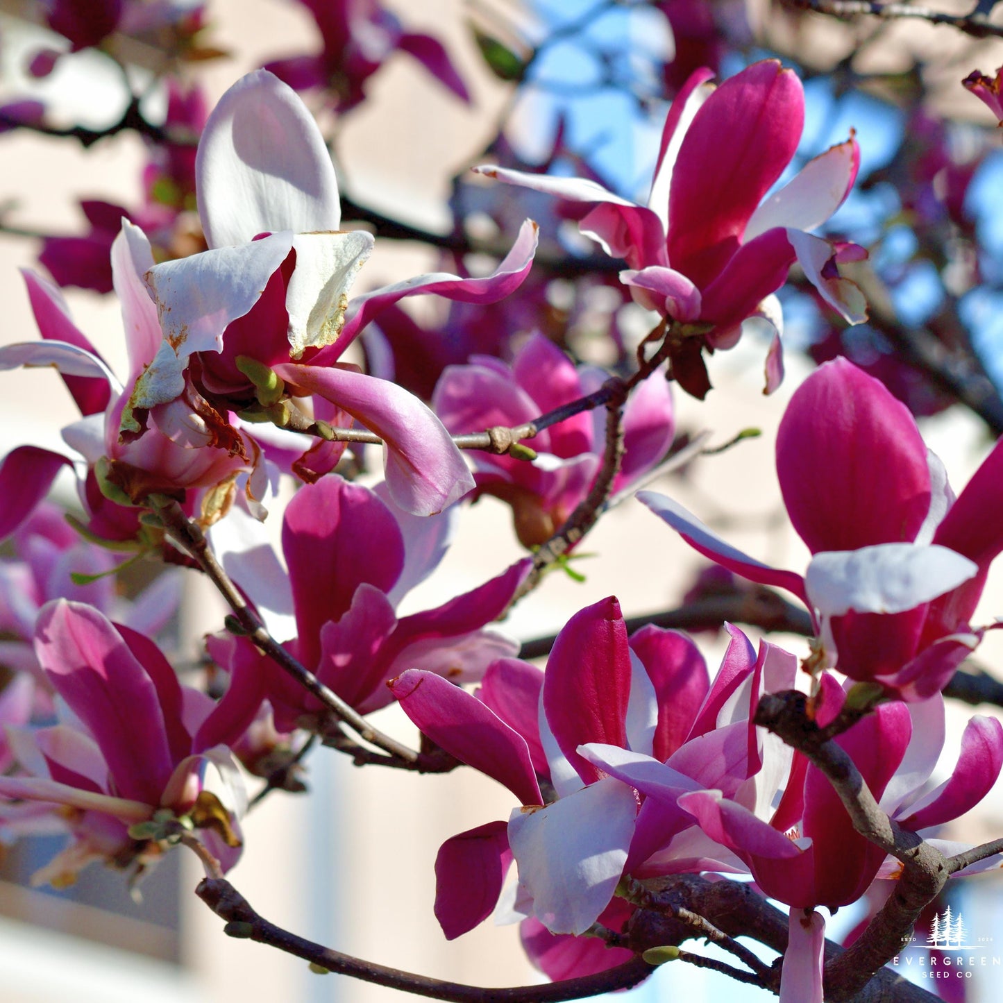 Lily Magnolia Tree Seeds (Magnolia liliiflora)