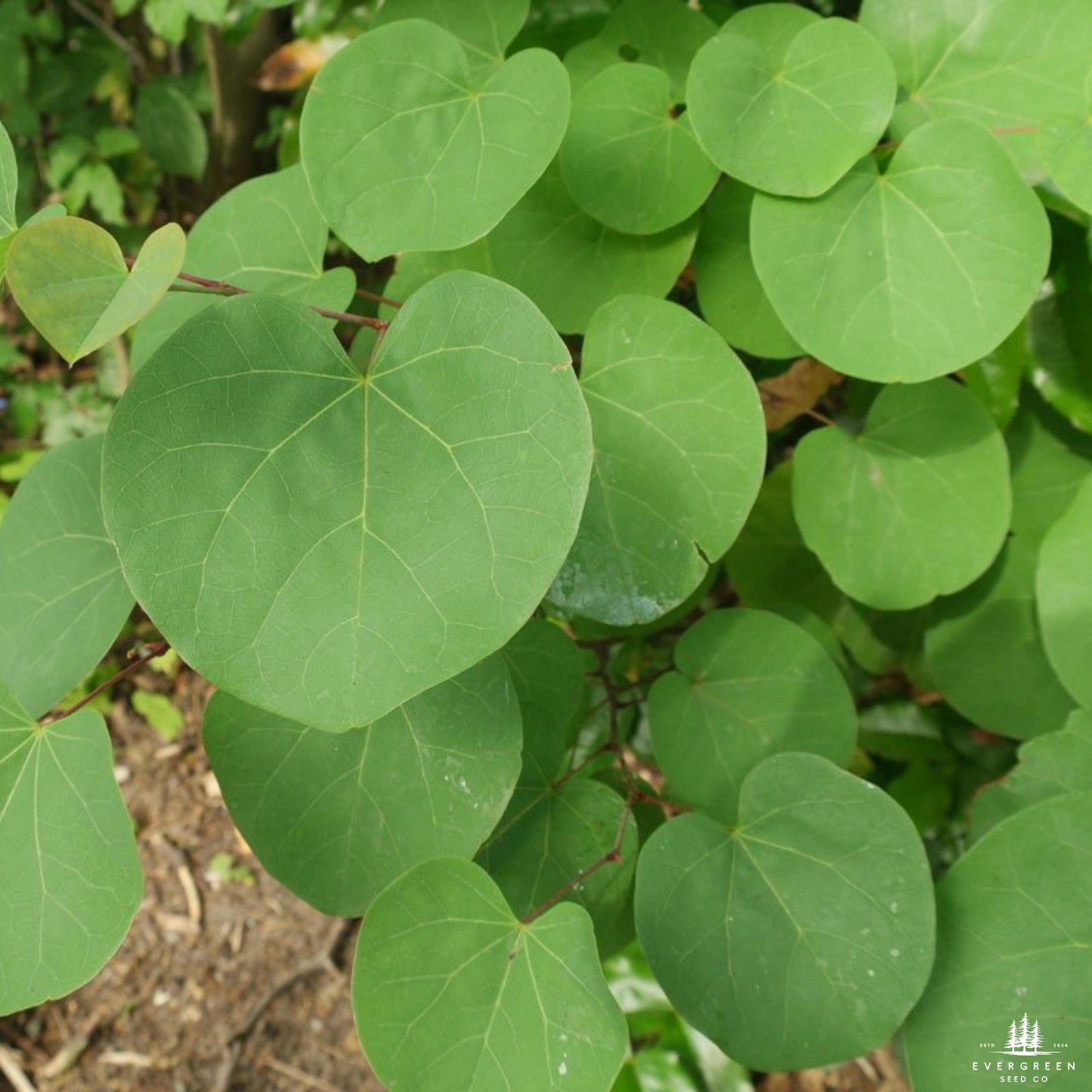 Judas Tree Seeds (Cercis siliquastrum)
