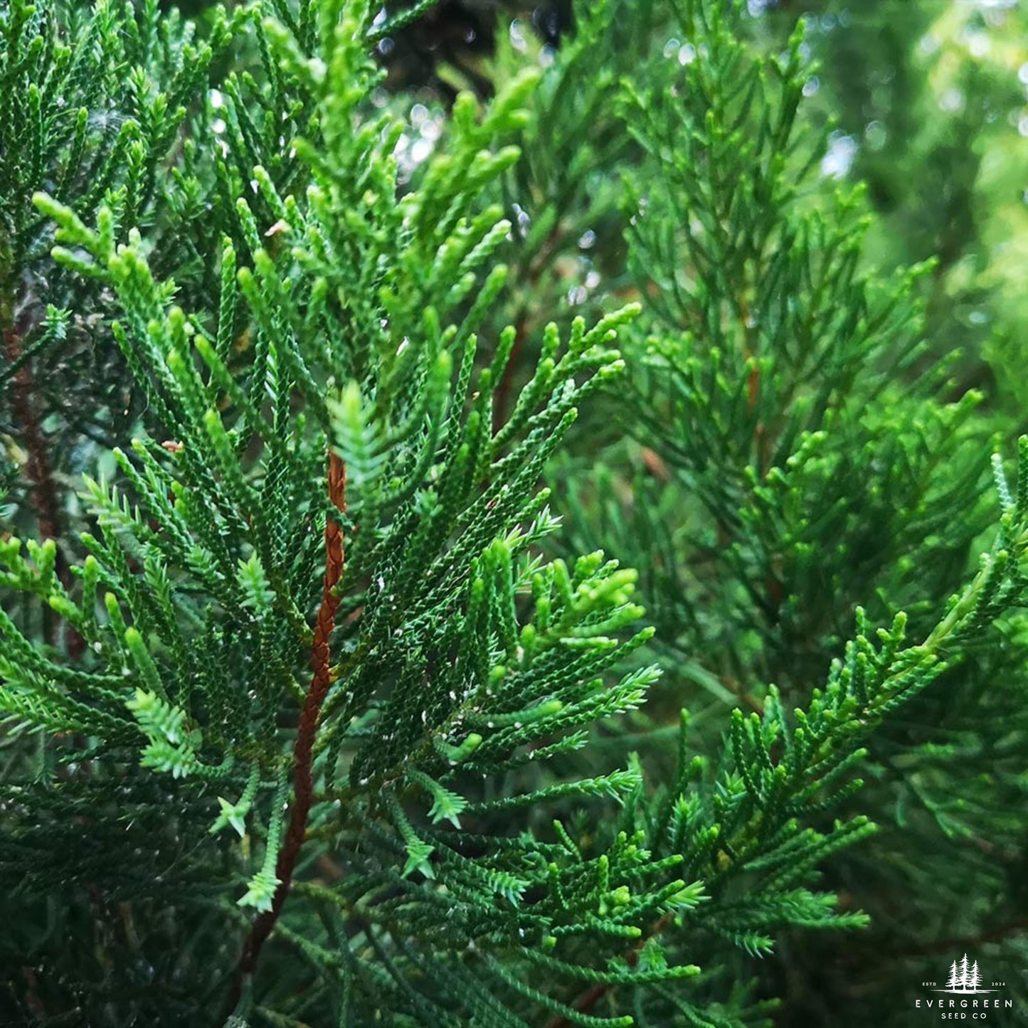 Eastern Red Cedar Tree Seeds-(Juniperus Virginiana)