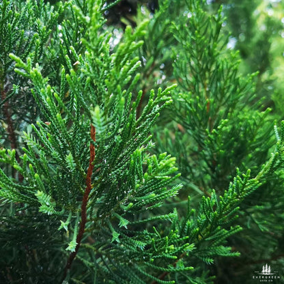 Eastern Red Cedar Tree Seeds-(Juniperus Virginiana)